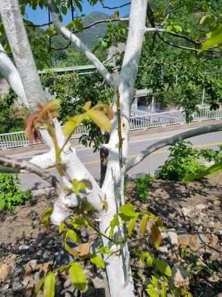 김용대님의 5월 내 작물 자랑하기 · 참여글 작성글 사진