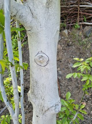 김용대님의 5월 내 작물 자랑하기 · 참여글 작성글 사진