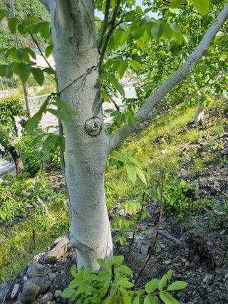 김용대님의 5월 내 작물 자랑하기 · 참여글 작성글 사진