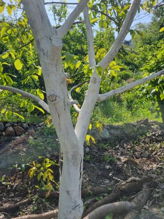 김용대님의 5월 내 작물 자랑하기 · 참여글 작성글 사진