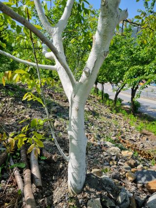 김용대님의 5월 내 작물 자랑하기 · 참여글 작성글 사진