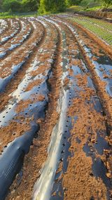 팜모닝 참깨·영농일지 게시글 이미지