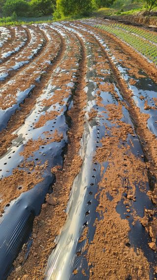 은태농님의 참깨 · 영농일지 작성글 사진