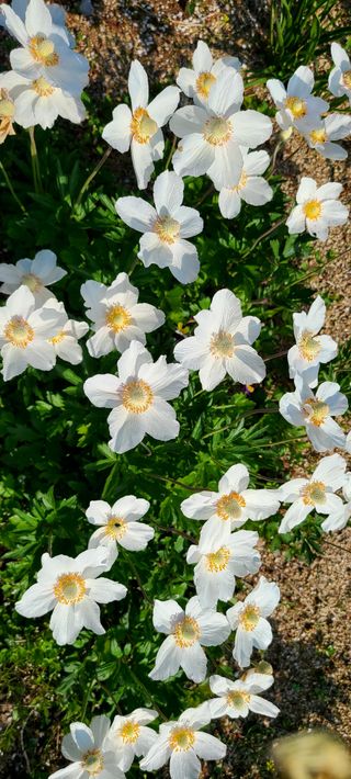 최영희님의 자유주제 · 자유게시판 작성글 사진