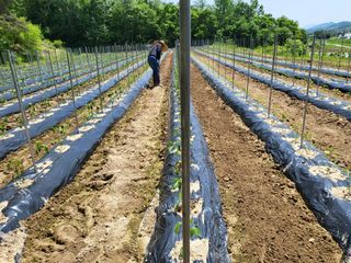 초보농 유경님의 고추 · 영농일지 작성글 사진