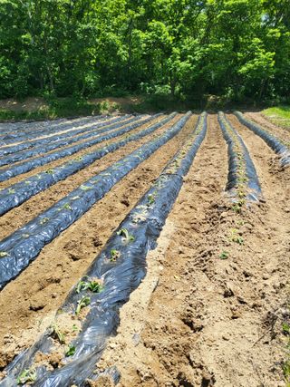 초보농 유경님의 고추 · 영농일지 작성글 사진