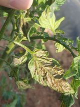 팜모닝 농사, 무엇이든 물어보세요!·참여글 게시글 이미지