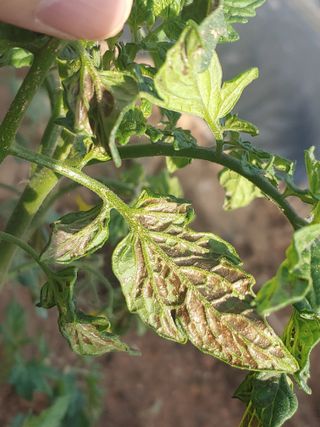 장유경님의 농사, 무엇이든 물어보세요! · 참여글 작성글 사진