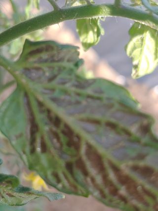 장유경님의 농사, 무엇이든 물어보세요! · 참여글 작성글 사진