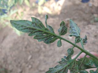 장유경님의 농사, 무엇이든 물어보세요! · 참여글 작성글 사진