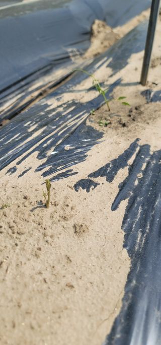 신승철님의 감자 · 영농일지 작성글 사진