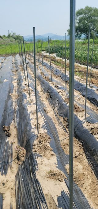 신승철님의 감자 · 영농일지 작성글 사진