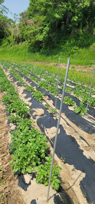 신승철님의 감자 · 영농일지 작성글 사진