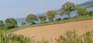 신승철님의 감자 · 영농일지 작성글 사진