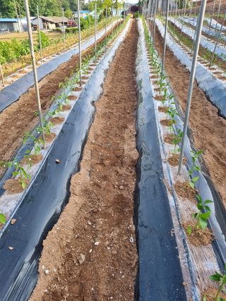 해바우님의 고추 · 영농일지 작성글 사진