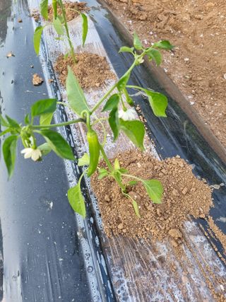 해바우님의 고추 · 영농일지 작성글 사진