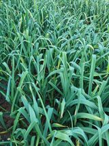 팜모닝 마늘·영농일지 게시글 이미지