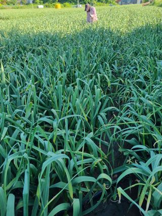 해바우님의 마늘 · 영농일지 작성글 사진