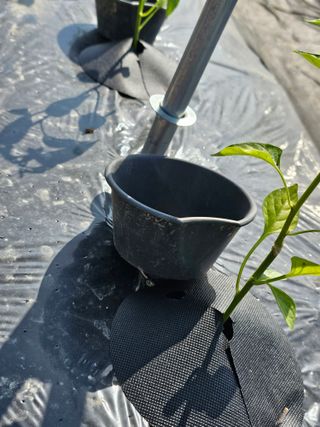 처마밑에추녀님의 5월 내 작물 자랑하기 · 참여글 작성글 사진