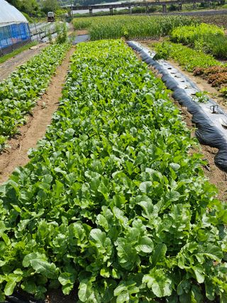 처마밑에추녀님의 5월 내 작물 자랑하기 · 참여글 작성글 사진