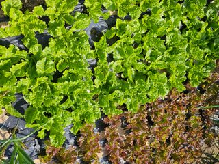 처마밑에추녀님의 5월 내 작물 자랑하기 · 참여글 작성글 사진