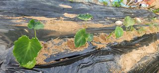 텃밭사랑꾼님의 자유주제 · 자유게시판 작성글 사진