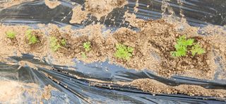 텃밭사랑꾼님의 자유주제 · 자유게시판 작성글 사진