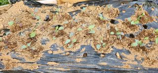 텃밭사랑꾼님의 자유주제 · 자유게시판 작성글 사진