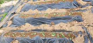 텃밭사랑꾼님의 자유주제 · 자유게시판 작성글 사진