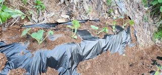 텃밭사랑꾼님의 자유주제 · 자유게시판 작성글 사진