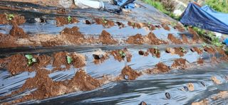 텃밭사랑꾼님의 자유주제 · 자유게시판 작성글 사진