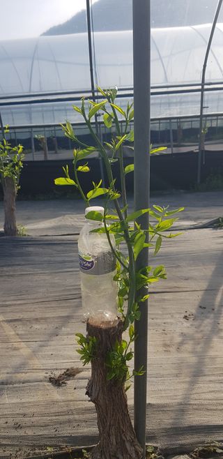 운치농장님의 기타작물 · 영농일지 작성글 사진