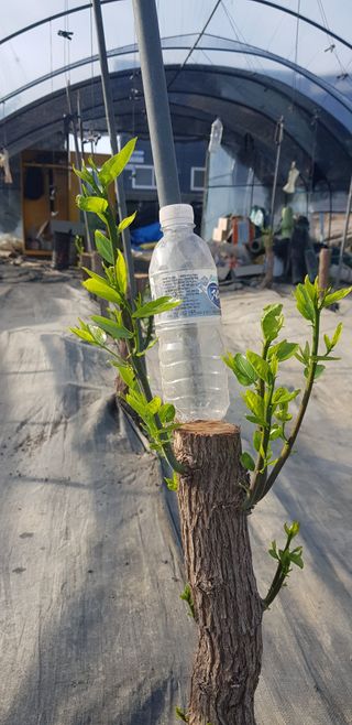 운치농장님의 기타작물 · 영농일지 작성글 사진