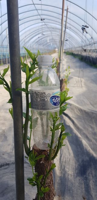 운치농장님의 기타작물 · 영농일지 작성글 사진