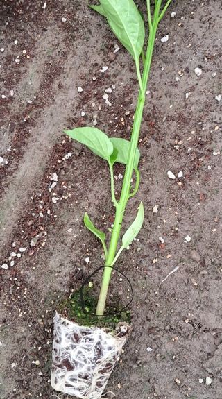 대산농사대장님의 고추 · 파종•정식 작성글 사진