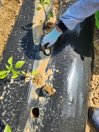 장재갑님의 고추 · 영농일지 작성글 사진