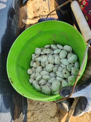 장재갑님의 고추 · 영농일지 작성글 사진