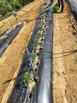 장재갑님의 고추 · 영농일지 작성글 사진