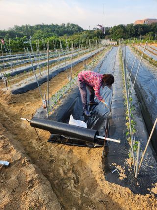 장재갑님의 고추 · 영농일지 작성글 사진
