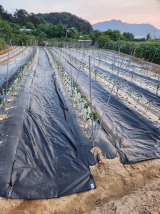 장재갑님의 고추 · 영농일지 작성글 사진