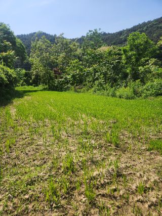김상임님의 5월 내 작물 자랑하기 · 참여글 작성글 사진