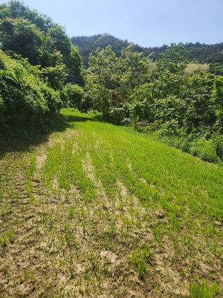 김상임님의 5월 내 작물 자랑하기 · 참여글 작성글 사진