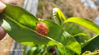 이종선님의 매실 · 병해충상담 작성글 사진