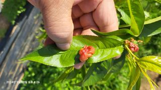 이종선님의 매실 · 병해충상담 작성글 사진