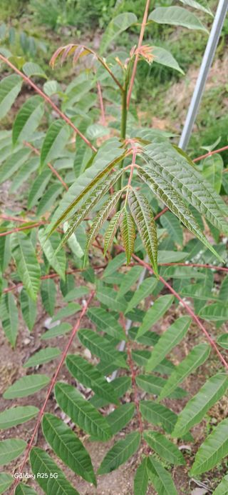 이현주(숲속의농원)님의 자유주제 · 자유게시판 작성글 사진