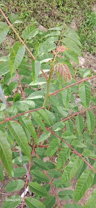 이현주(숲속의농원)님의 자유주제 · 자유게시판 작성글 사진