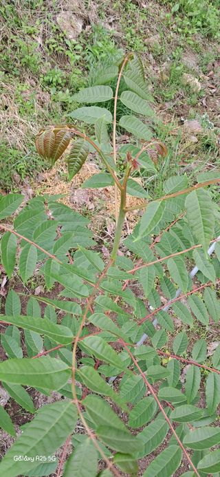 이현주(숲속의농원)님의 자유주제 · 자유게시판 작성글 사진