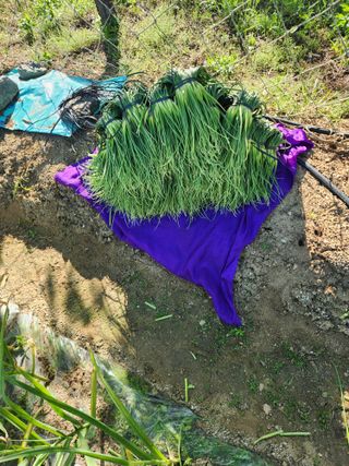 장재갑님의 마늘 · 영농일지 작성글 사진