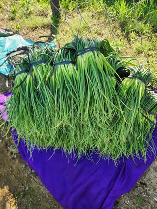 장재갑님의 마늘 · 영농일지 작성글 사진