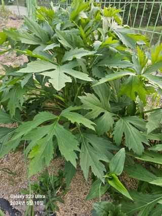 강성열님의 자유주제 · 사진전 작성글 사진